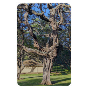 Flexible Magnet photo de Kiawe Tree
