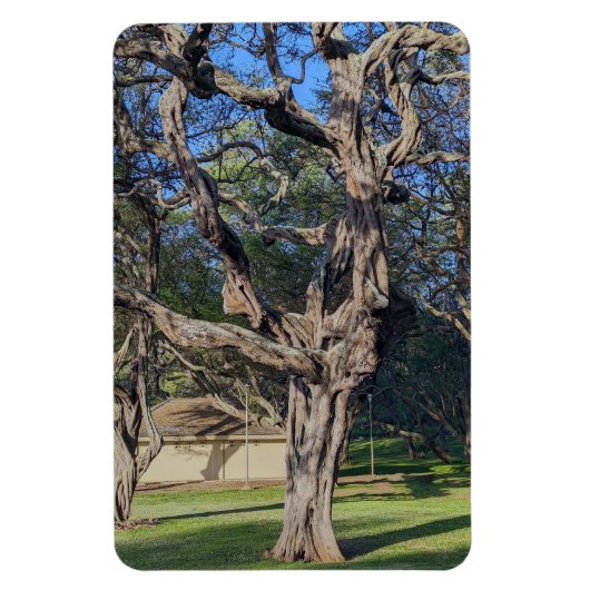 Flexible Magnet photo de Kiawe Tree (Vertical)