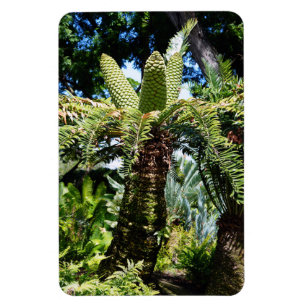 Flexible Magnet photo de l'arbre tropical