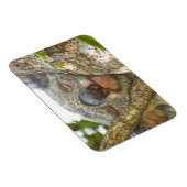 Flexible Magnet photo de l'ours de Koala (Côté Droit)
