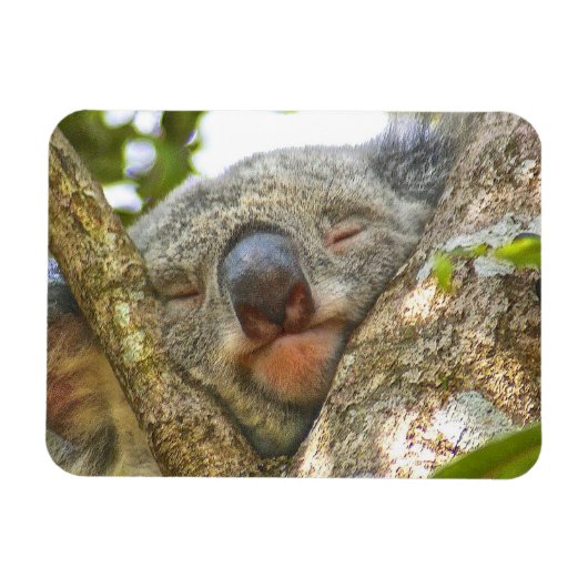 Flexible Magnet photo de l'ours de Koala (Horizontal)