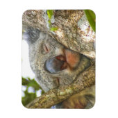 Flexible Magnet photo de l'ours de Koala (Vertical)