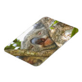 Flexible Magnet photo de l'ours de Koala (Côté Gauche)