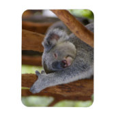Flexible Magnet photo Koala (Vertical)