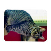 Flexible Magnet photo Tabby Cat 3"x4" (Horizontal)