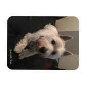 Flexible Magnet photo Westie 3"x4" (Horizontal)
