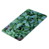 Flexible Magnet Plante de Green Haworth (Côté Gauche)