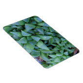 Flexible Magnet Plante de Green Haworth (Côté Droit)