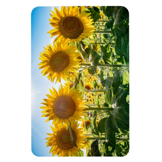 Flexible Magnet plat 4x6 (Vertical)