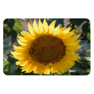 Flexible Magnet plat 4x6
