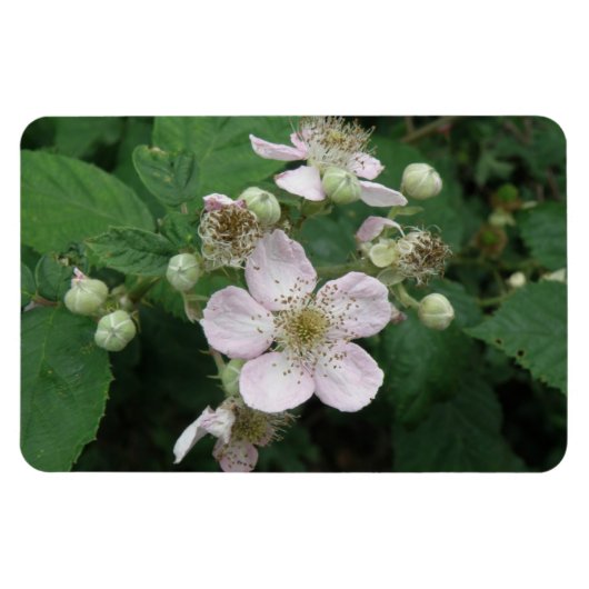 Flexible Magnet Premium Blackberry Flowers (Horizontal)