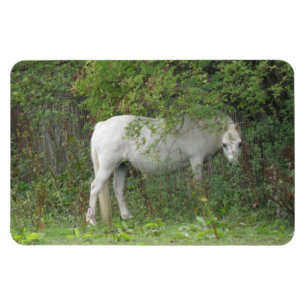 Flexible Magnet Premium Cheval Blanc timide
