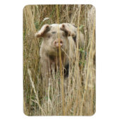 Flexible Magnet Premium de cochon mignon (Vertical)