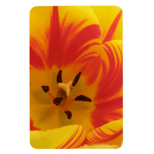 Flexible Magnet Premium Fiery Tulip (Vertical)