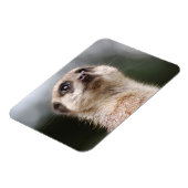 Flexible Magnet Premium Meerkat (Côté Gauche)
