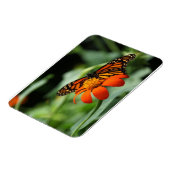 Flexible Magnet Premium Monarch Butterfly (Côté Gauche)