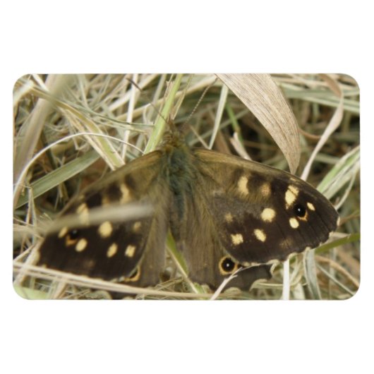 Flexible Magnet Premium Papillon en bois moucheté (Horizontal)