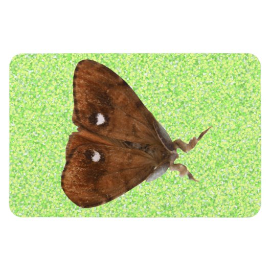 Flexible Magnet Premium Vapourer Moth (Horizontal)