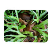 Flexible Magnet - Staghorn Fern (Horizontal)