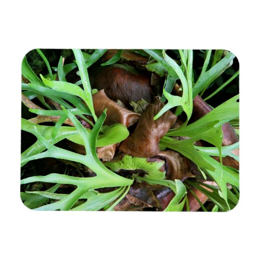 Flexible Magnet - Staghorn Fern (Horizontal)