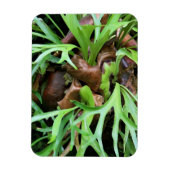 Flexible Magnet - Staghorn Fern (Vertical)