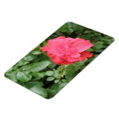 Flexible Magnet Wild Rose Premium (Côté Gauche)