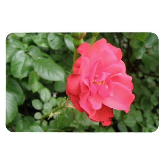 Flexible Magnet Wild Rose Premium (Horizontal)