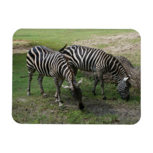 Flexible Magnet Zebra #2