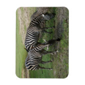Flexible Magnet Zebra #2 (Vertical)