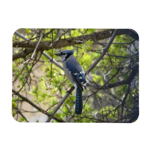 Flexible Magnifique Geai Bleu Magnet (Horizontal)