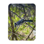 Flexible Magnifique Geai Bleu Magnet (Vertical)