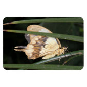 Flexible Magnifique Magnet Premium Moth (Horizontal)