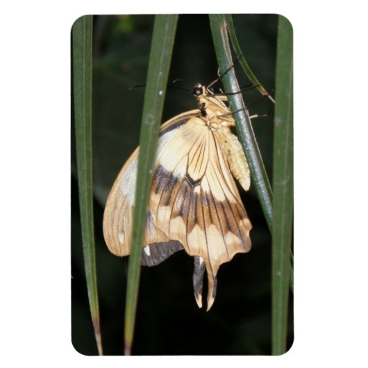 Flexible Magnifique Magnet Premium Moth (Vertical)