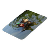 Flexible Mallard Ducks #2 Photo Magnet (Côté Gauche)