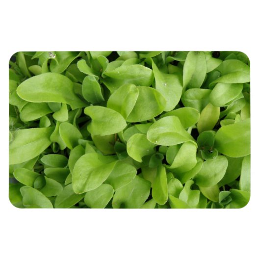 Flexible Marigold Seedlings Premium Magnet (Horizontal)