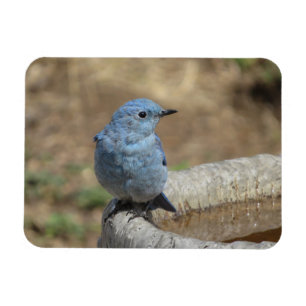 Flexible Merlebleu sur Magnet de bain d'oiseau