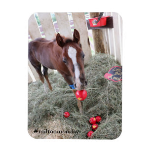 Flexible Milton Lundi Magnet