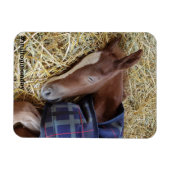 Flexible Milton Monday Magnet (Horizontal)