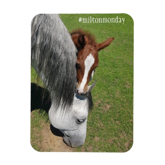 Flexible Milton Monday Magnet (Vertical)