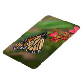 Flexible Monarque sur les fleurs de Penta Magnet (Côté Gauche)