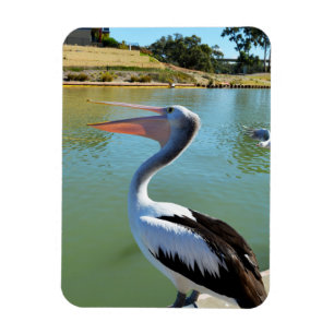 Flexible Oh Je Suis Un Joyeux Pelican Tra Lah, Magnet
