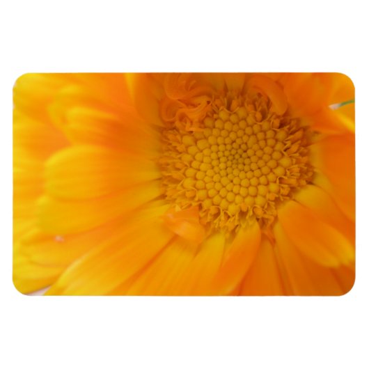 Flexible Orange Marigold Macro Magnet Premium (Horizontal)