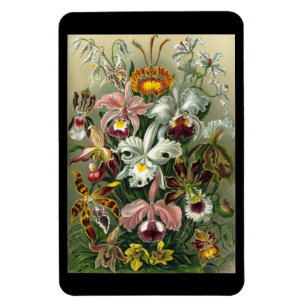 Flexible "Orchidae" par Ernst Haeckel Magnet