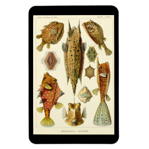 Flexible "Ostraciontes" par Ernst Haeckel Magnet