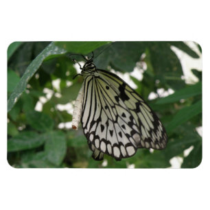 Flexible Papier Tropical Papier Kite Papillon Flexi Magnet