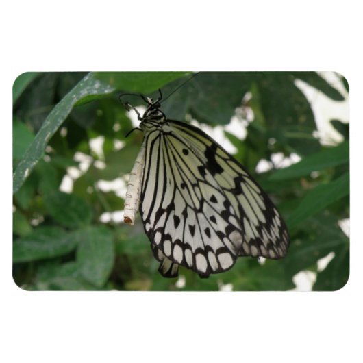 Flexible Papier Tropical Papier Kite Papillon Flexi Magnet (Horizontal)