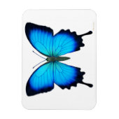 Flexible Papilio bleu Ulysse Papillon Magnet Premium (Vertical)