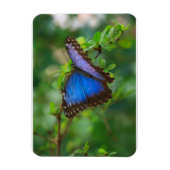 Flexible Papillon bleu Morpho Magnet Premium (Vertical)
