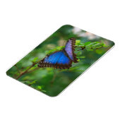 Flexible Papillon bleu Morpho Magnet Premium (Côté Gauche)