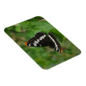 Flexible Papillon sur Snowball bush Magnet (Côté Droit)
